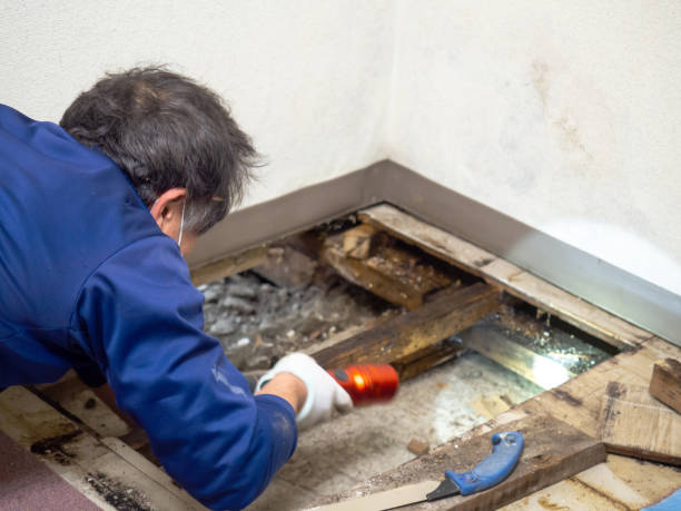 Best Mold Remediation for Specific Building Types in Brookwood, AL