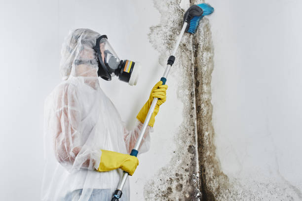Best Mold Testing and Inspection Services in Brookwood, AL