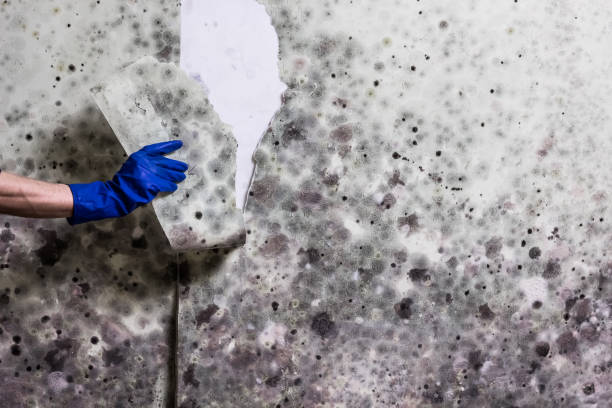 Best Residential Mold Remediation in Brookwood, AL
